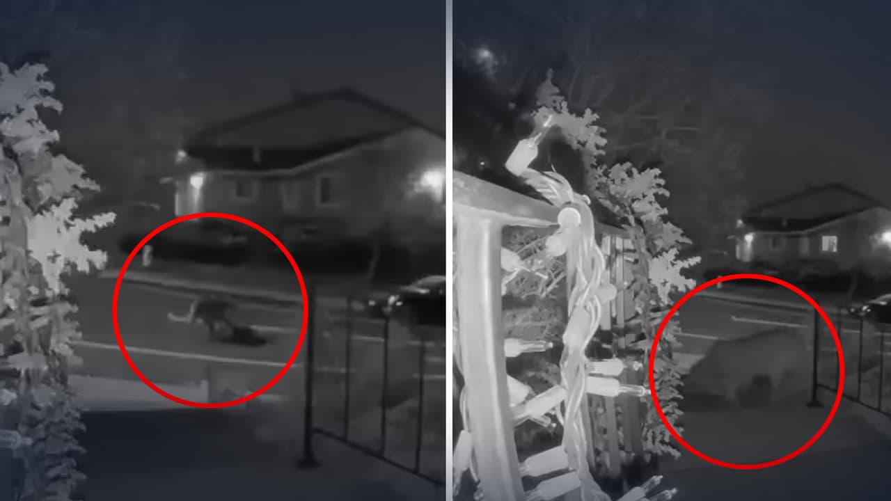 Dos pumas son captados peleando en la madrugada afuera de una casa en California