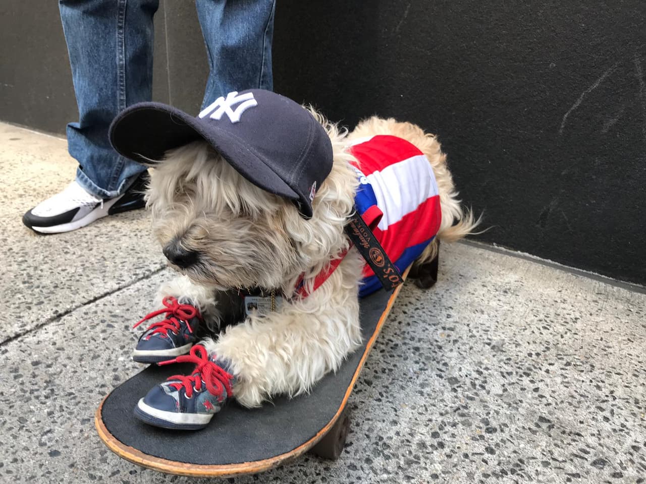 El perrito que se robo el corazones de todos los puertorriqueños en el desfile.