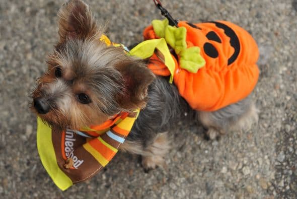 ¡Una tierna calabacita! Sin duda este disfraz jamás falla; este clásico de Halloween hará lucir fenomenal a tu mascota sin importar el tamaño.