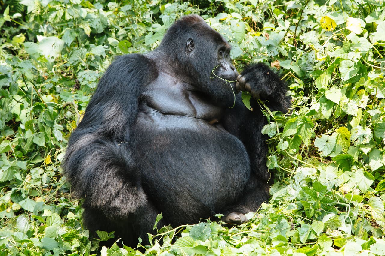 Un macho alfa ‘espalda plateada’ se alimenta. Como estos animales salvajes no están inmunizados como nosotros, una enfermedad que sea inocua para humanos puede resultar fatal para ellos y dispersarse rápidamente entre los diferentes grupos. Han habido repetidos casos de muertes por enfermedades respiratorias y de la piel.