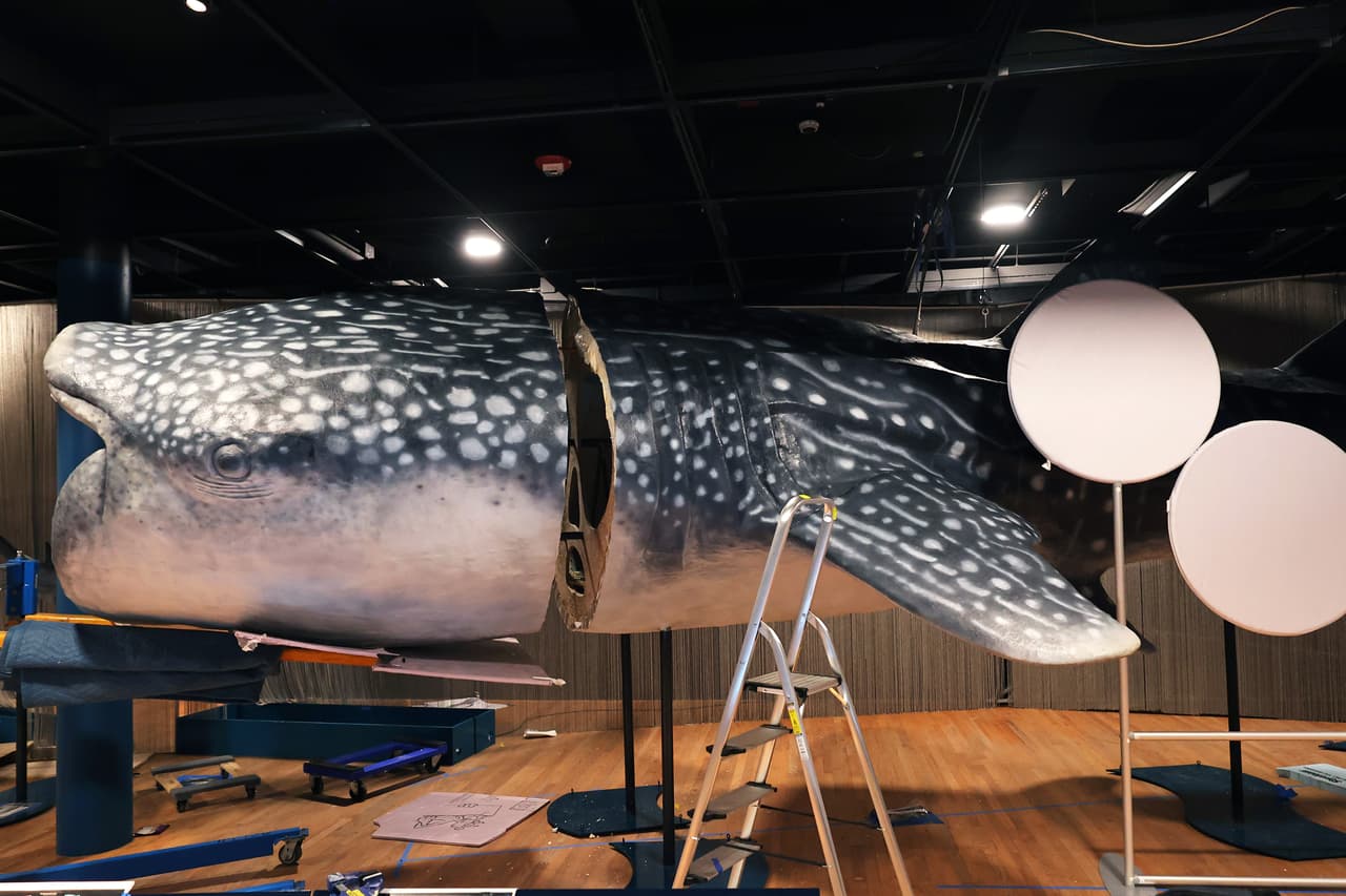 Estas especies se distribuyen en todos los océanos del planeta, desde las aguas del ártico hasta los mares tropicales.