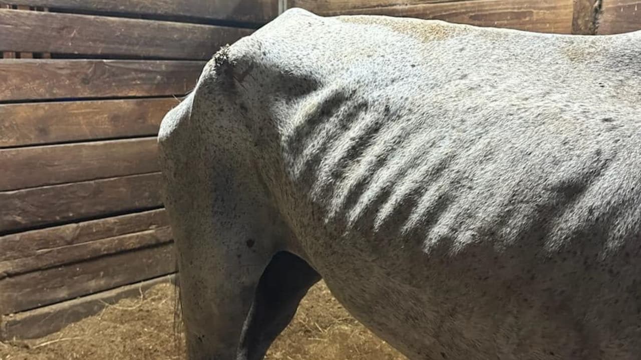 <b>Según el propietario, cuando el animal fue rescatado, sus condiciones eran peores que las observadas hoy. </b>