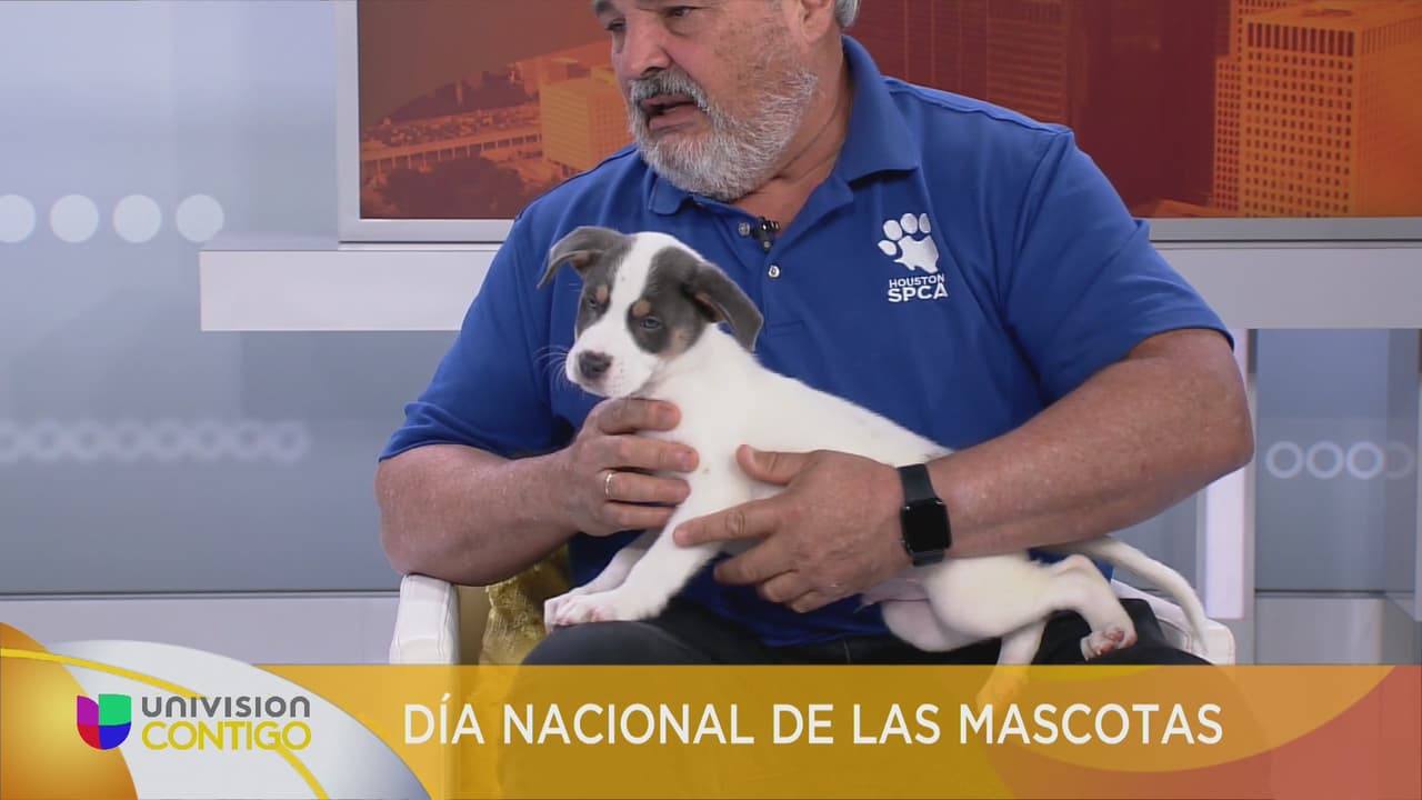 Houston SPCA: Una organización que está dando una segunda oportunidad a miles de mascotas