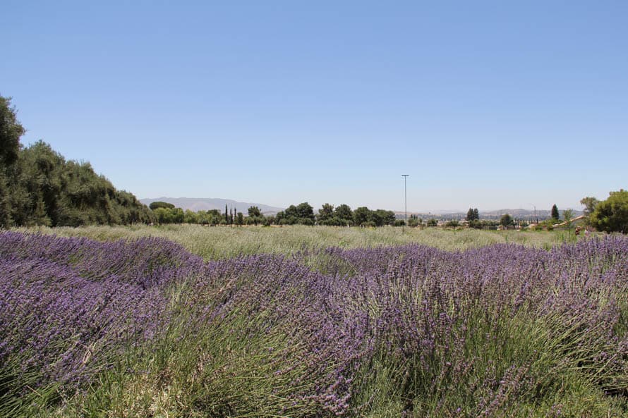 Desde mayo y hasta agosto dependiendo de las variedades, la planta de lavanda florece con flores de colores azul, púrpura, púrpura, blanco.