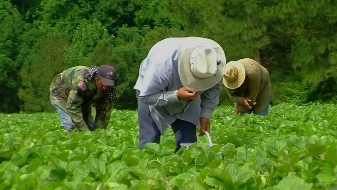 Juez federal declara ilegal recorte salarial a trabajadores agrícolas H-2A en California