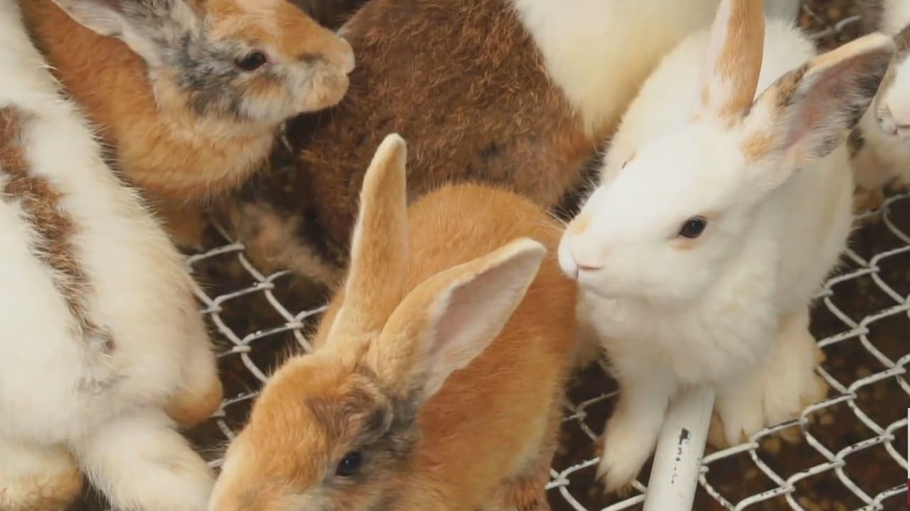 Grupos de rescate de animales al sur de California recomiendan conejos de peluche o chocolate