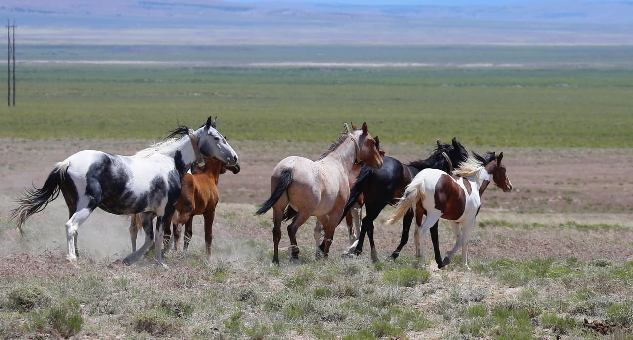 Adopta un burro o un caballo salvaje y recibe 1,000 dólares