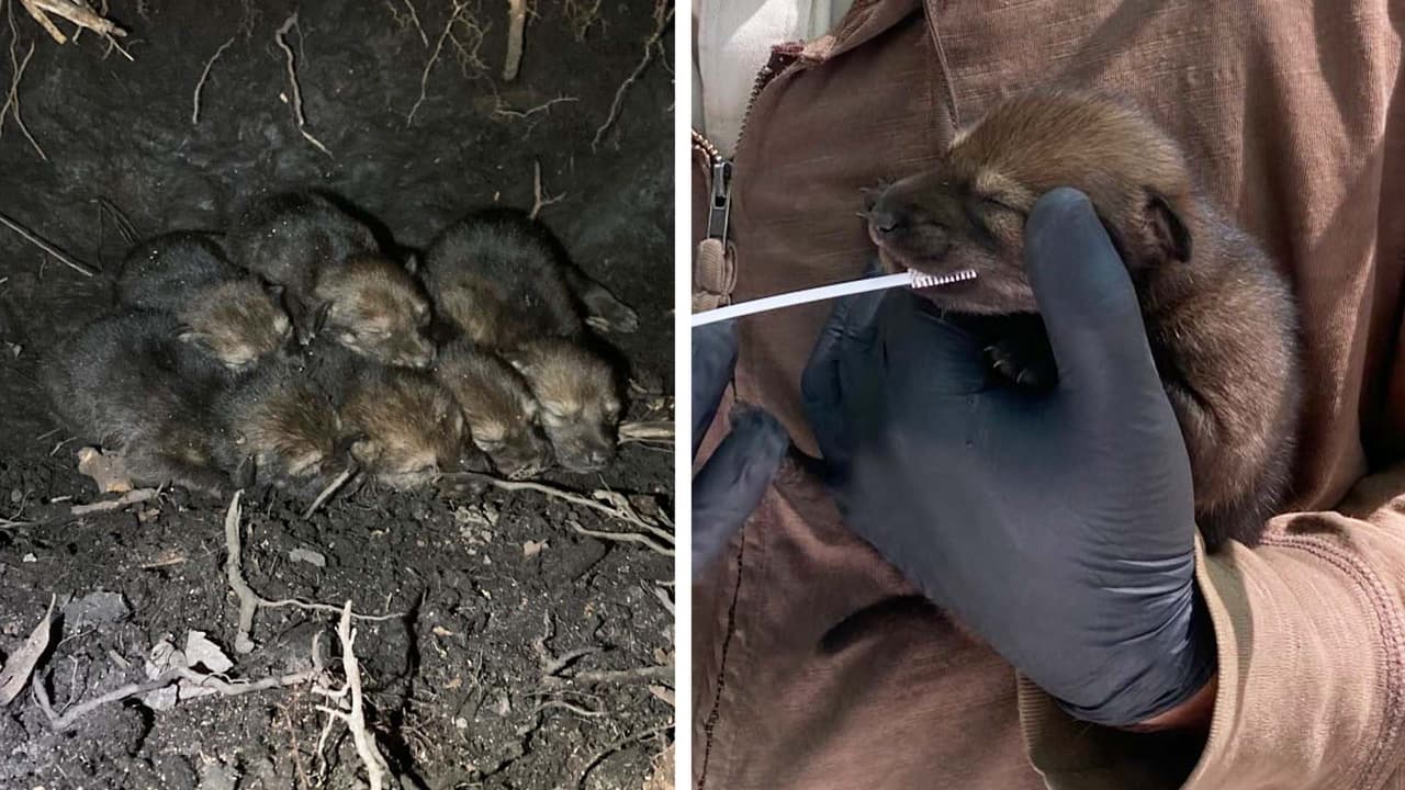 Una camada de lobos rojos nació en abril en el Alligator River National Wildlife Refuge, en Carolina del Norte.