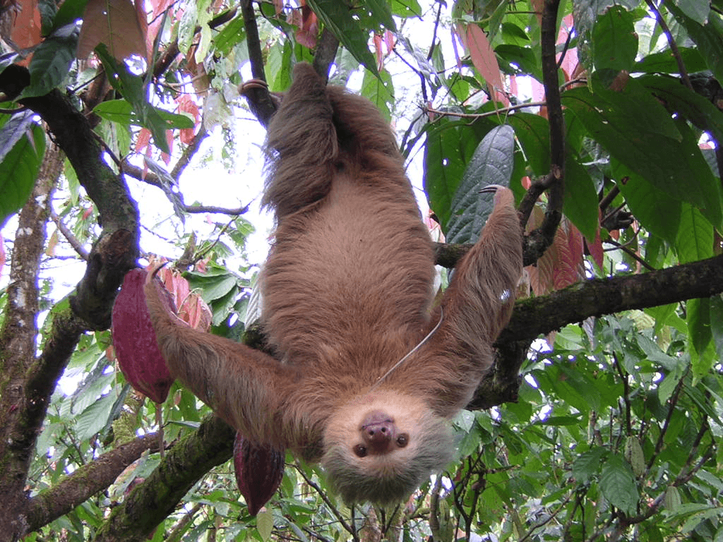 De cabeza. La mayoría del tiempo se la pasan sentados o de cabeza, aún cuando se están alimentando, pero como sus sus órganos internos están fijados a la caja torácica, esto no les representa ningún problema.