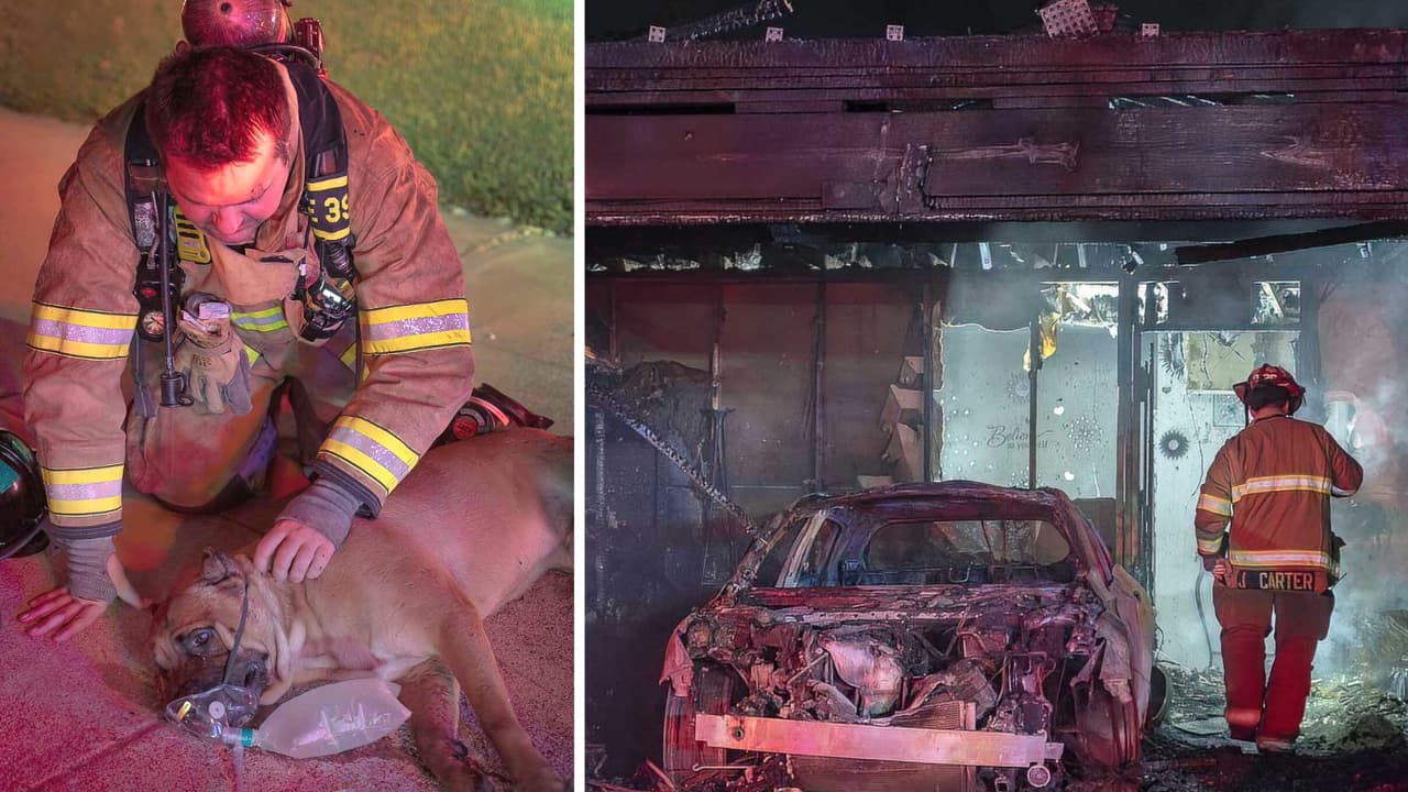 Bomberos reviven a Slime, perro que quedó inconsciente tras un incendio