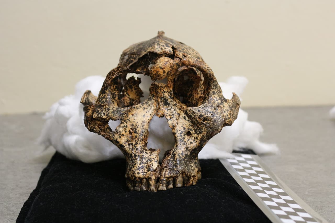 Hallan un cráneo de una especie 'prima' del ser humano de 2 millones de años de antigüedad