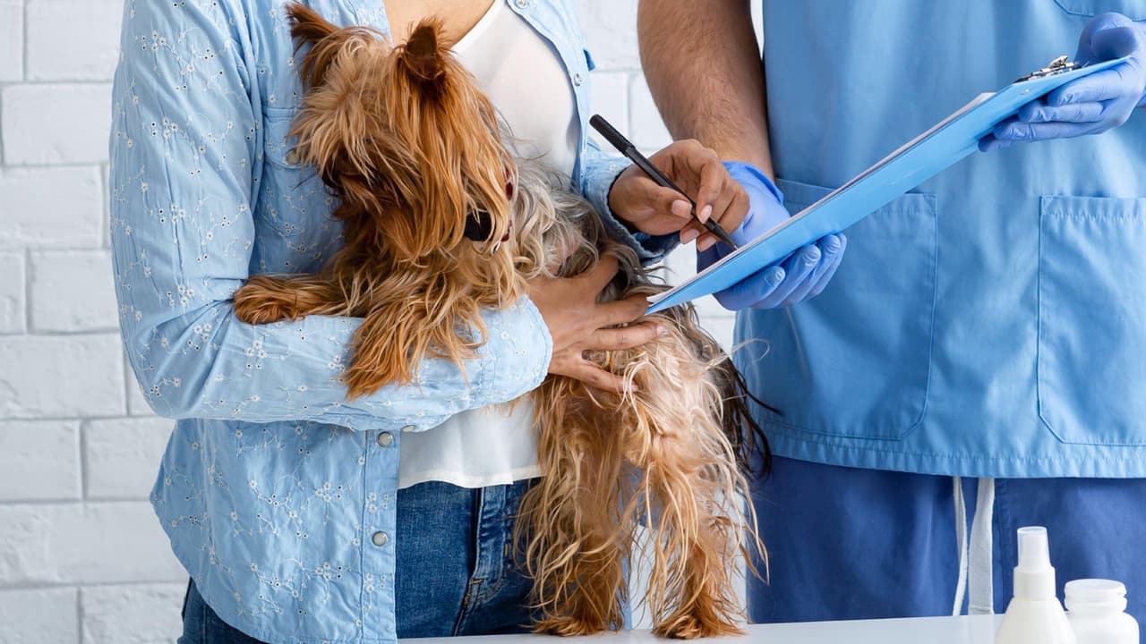 Cuida de tu mascota con un seguro médico: todo lo que debes saber sobre estos planes
