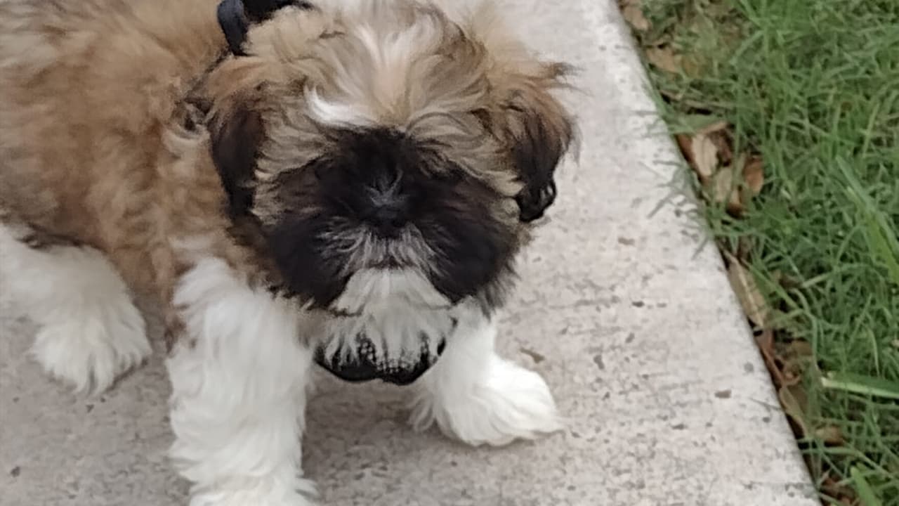 Sin embargo, otros países adoptaron esta fecha para celebrar a los cachorros.