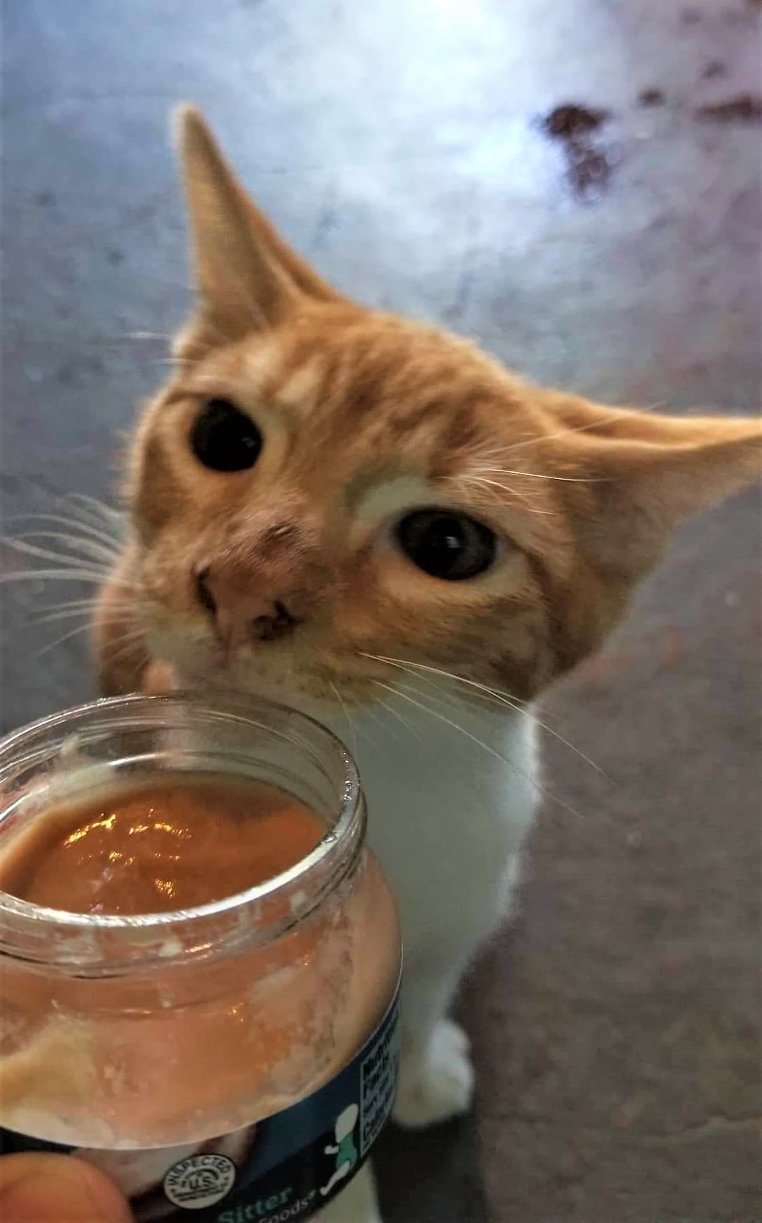 Cada animal que llega a la institución pasa por un riguroso protocolo veterinario que incluye vacunas, pruebas de sangre y de excreta y castración o esterilización, lo que, en total, tiene un costo de entre $250 a $300, sin contar los tratamientos especiales que requiera un animalito que llegue con alguna condición de salud especial.