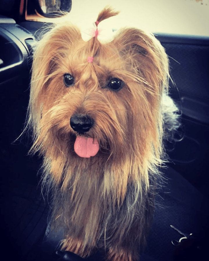 Tiene una pequeña Yorkshire llamada 
<b>'Macarena'</b>.