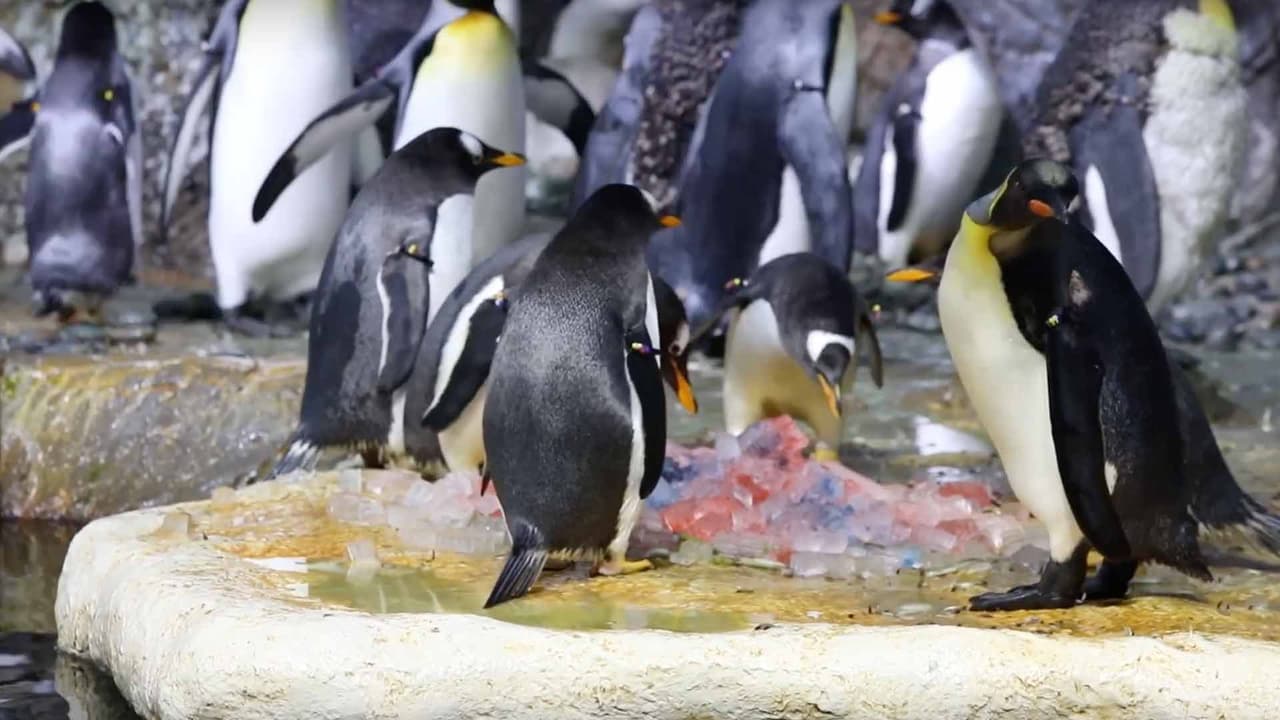 La mayoría de las aves eligieron los peces del lado izquierdo.