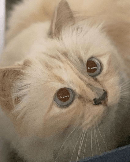 Choupette es toda una celebridad de Instagram con más de 206 mil seguidores.
<br>