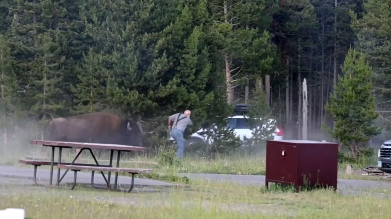 ¿Por qué atacan los bisontes?: Expertos hablan tras video viral contra turistas en Yellowstone