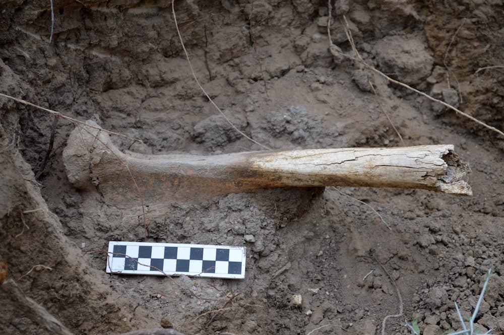 Hallan fósiles en el norte de México con 95 millones de años de antigüedad