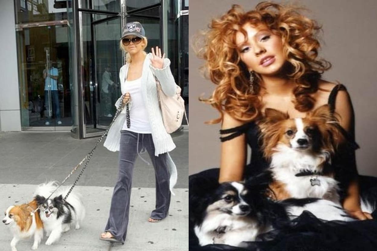 <b>Christina Aguilera tiene un precioso </b>Papillón, se llama Stinky se podría decir que "comparten" el mismo color de tinte.