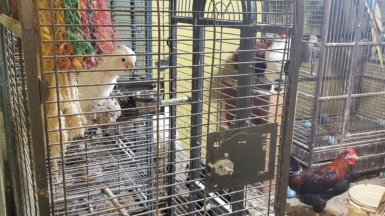 Según los dueños de la casa, tienen más de 190 animales.