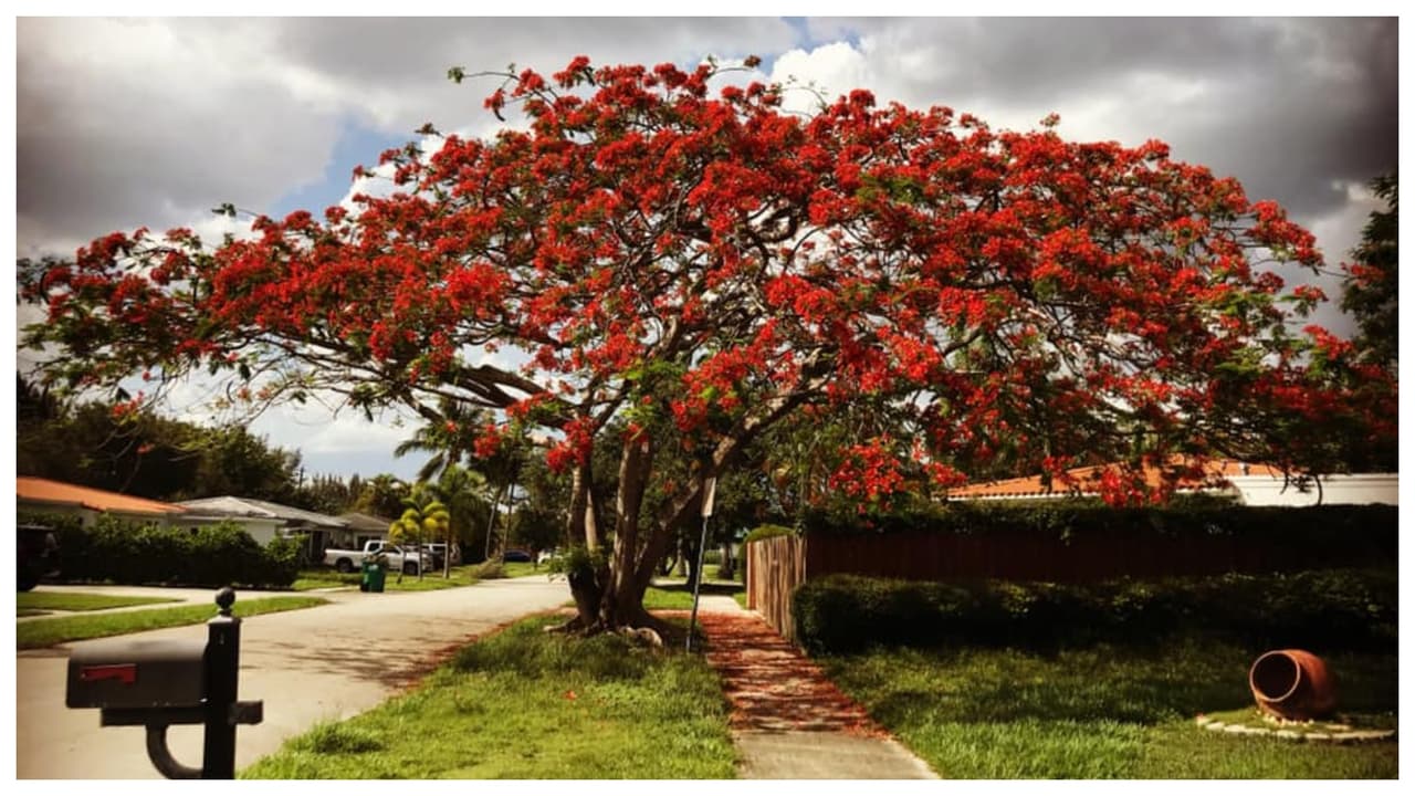 El flamboyán fue plantado por primera vez en el sur de Florida en 1917, según 
<a href="https://fairchildgarden.org/visit/royal-poinciana-is-a-florida-favorite/" target="_blank">Fairchild Tropical Botanical Garden</a>.