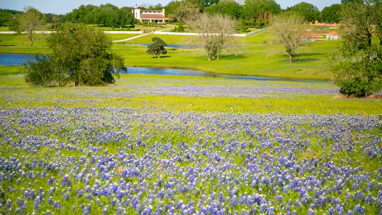 Las Bluebonnets están en plena floración en varias partes del estado a comienzos de abril. Solo quedan unos días más para disfrutar este espectáculo natural.