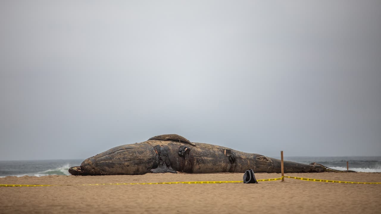 La comunidad científica pide atención urgente y seguimiento a estos casos, ya que podrían ser la antesala de un desequilibrio mayor en el ecosistema marino del Pacífico norte.
