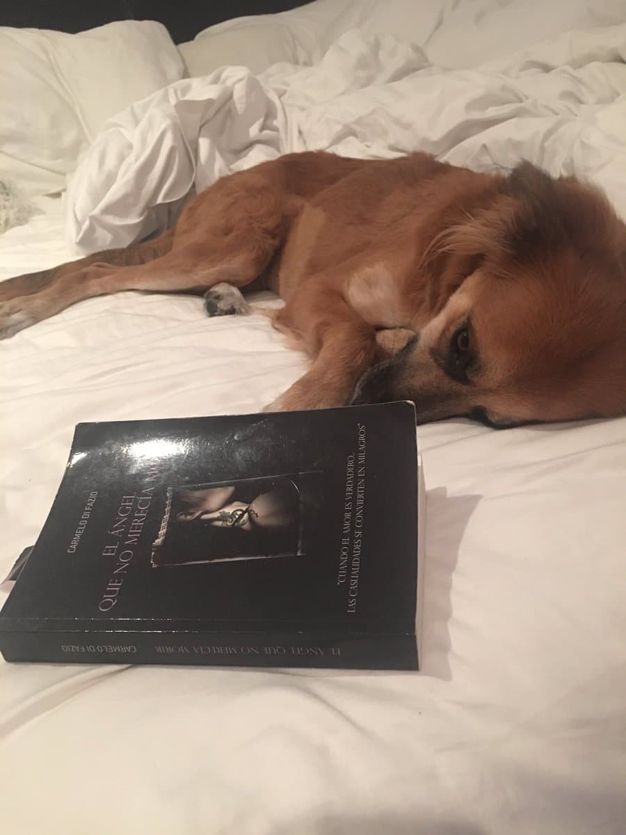 Además es un amante de los animales.