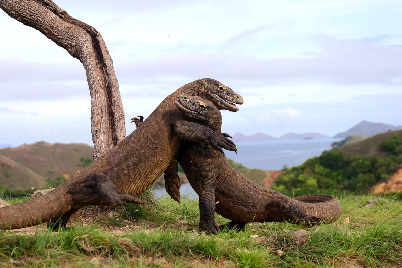 No necesitas ver 'Godzilla' cuando tienes este juego que parece batalla de la vida real.