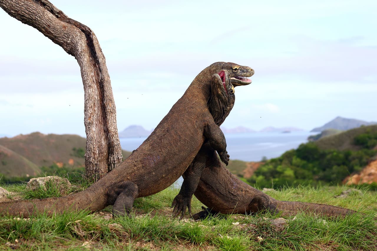Estas criaturas pueden llegar a medir más de 10 pies de largo. Aparecieron en la Isla Rinca, en Indonesia.