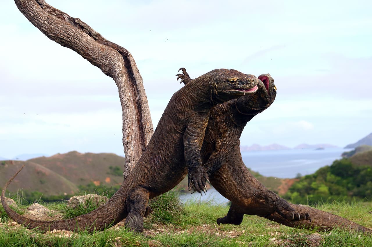 ¡Mira cómo luchan con ferocidad!