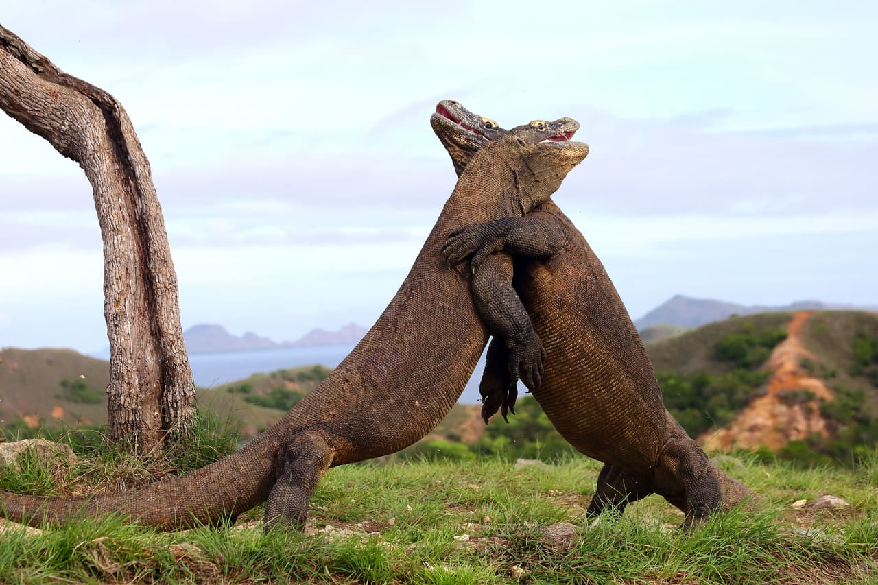 Tal vez los hermanos no peleaban y sólo querían darse un abrazo.