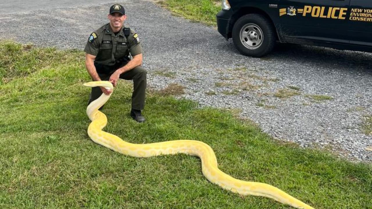 Una pitón de 4 metros fue hallada en una casa de NY por policías tras recibir una inusual llamada