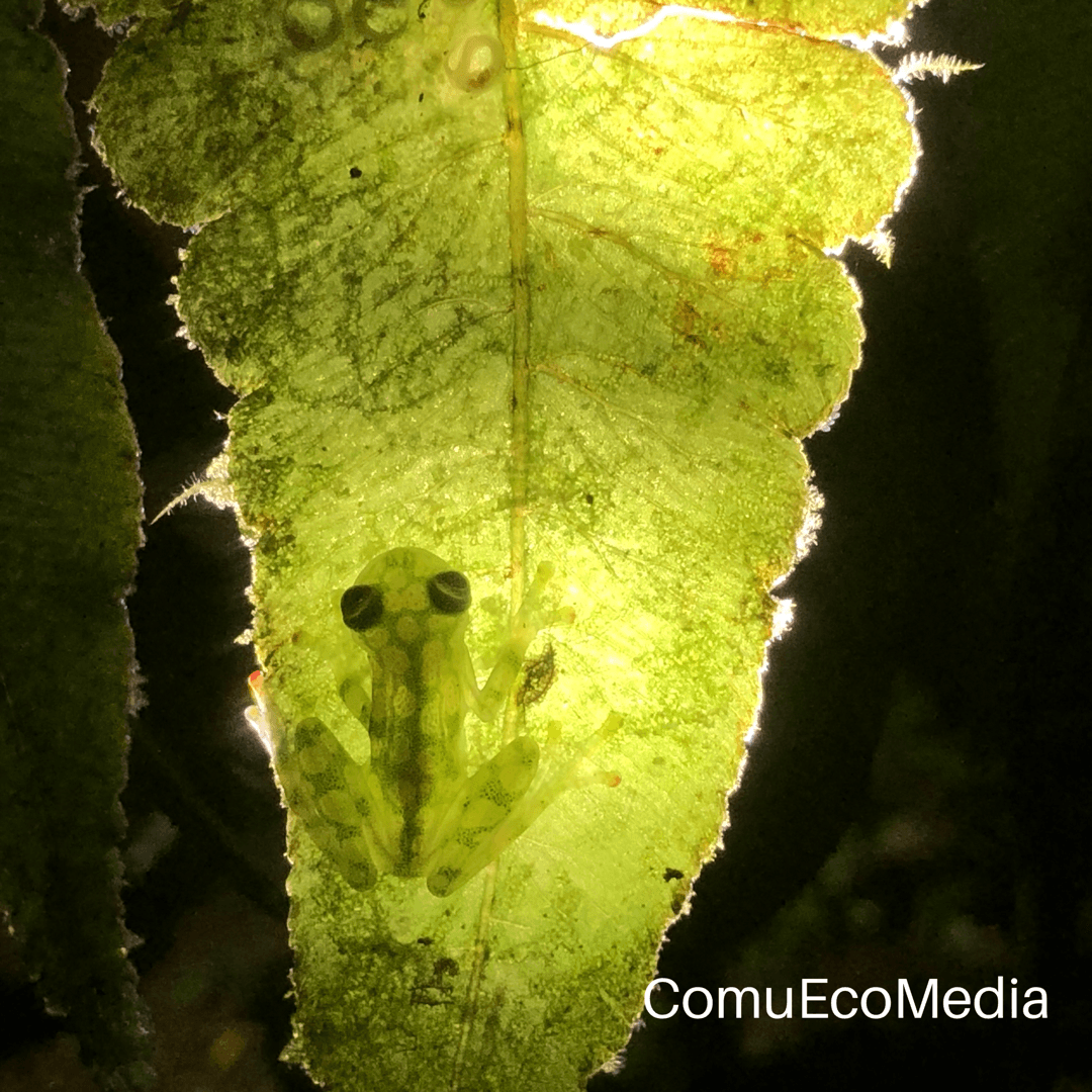 Algunas ranas también tienen la 
<a href="http://www.conservaciondeanfibios.org/eco-y-fauna-urbana.html" target="_blank">capacidad de cambiar de color</a> o camuflarse con respecto a la luz, la temperatura, la humedad, el entorno o incluso el estado de ánimo.