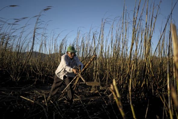 Actualmente, el cultivo se hace en mayores proporciones en el país centroamericano.