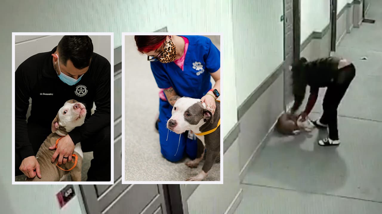 Los dos perros fueron rescatados por oficiales del precinto 1 del condado Harris y fueron trasladados a SPCA