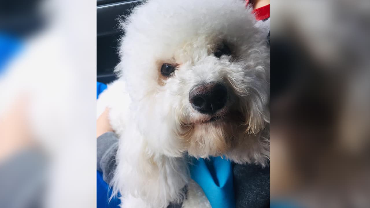 "El bebé de mami ❤️🐶#Hijoperruno". Dunia Orellana