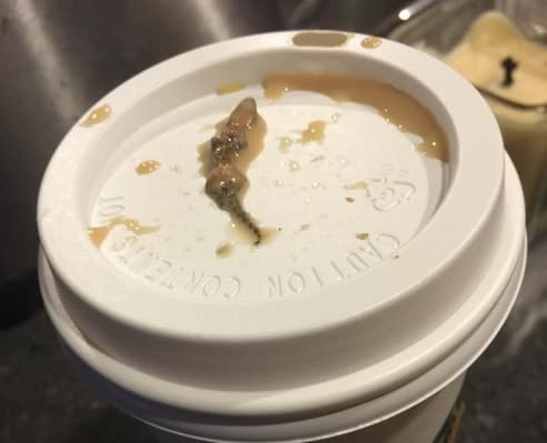 Pareja de AZ encuentra lagartija en café 