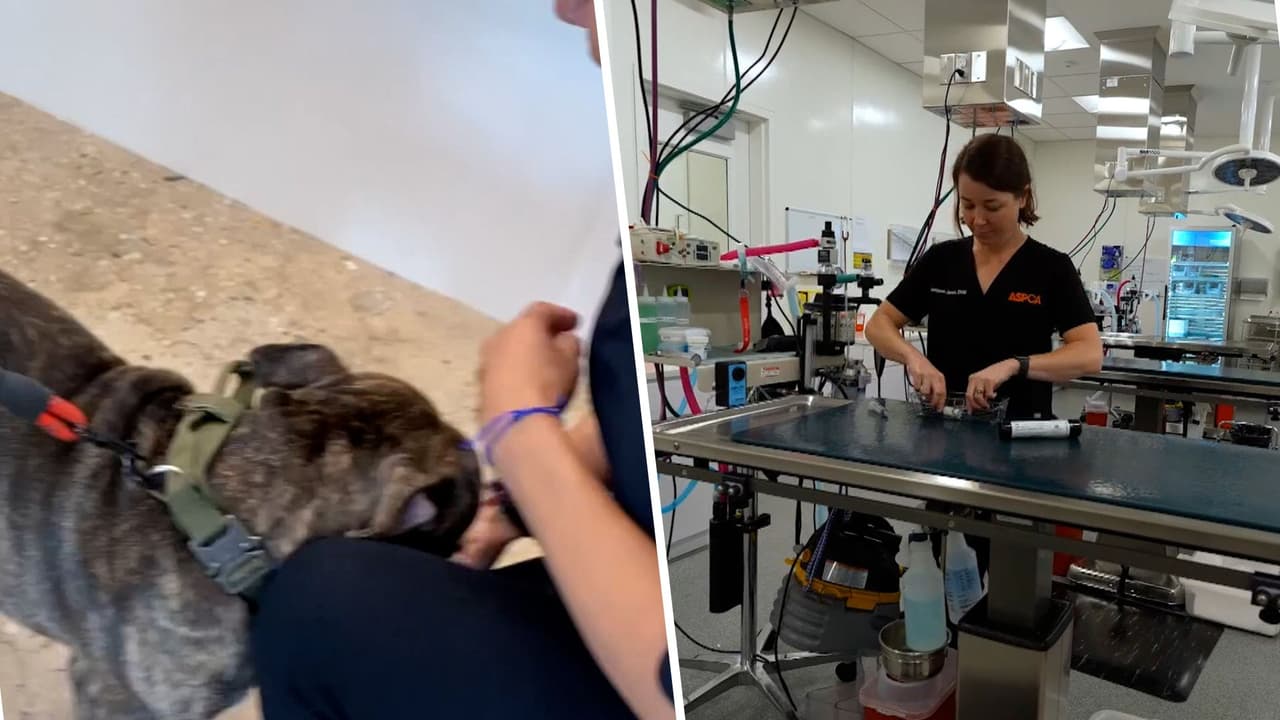 ¿Tienes una mascota? ASPCA ofrece consultas para perros y gatos a bajo costo en Nueva York