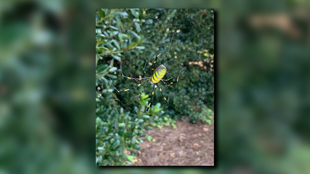 Chapman escribió en su Facebook: "Esta es una araña Joro introducida recientemente de Japón y Corea.
<br>Muchas veces me preguntan dónde están las arañas antes de octubre. Están aquí pero más pequeños y suelen pasar desapercibidos".