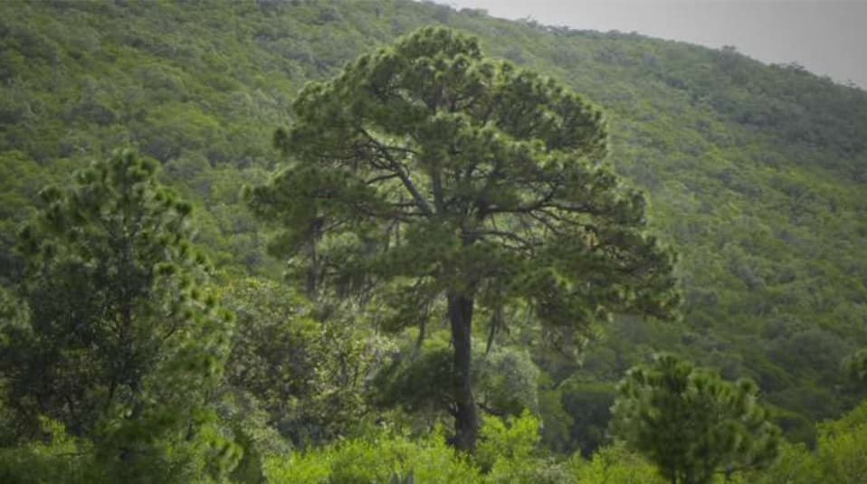 <h3 class="cms-H3-H3"><b>6.- Reserva Estatal Real de Guadalcázar</b></h3>
<br>
<b> San Luis Potosí</b>
<br> 
<br>Un incendio comenzó en esta reserva el pasado domingo y se ha extendido rápidamente en áreas del estado de Nuevo León. Por ser un área protegida, el acceso al lugar del incendio se ha dificultado por lo que las autoridades instalarán un centro de comando, y “se incrementará el apoyo aéreo con un helicóptero, para dar un total de tres aeronaves de apoyo”, detalló Protección Civil del estado.
<br>
<br>Este territorio fue declarado Reserva Estatal el 27 de septiembre de 1997. Tiene una extensión de 256,826.45 hectáreas. Está considerado como el centro más importante de 
<a href="http://www.transparenciamunicipalslp.gob.mx/Transparencia/Municipios/_GUADALCAZAR/Art%C3%ADculo%2020.%20fracc.%20I/RESERVAS%20TERRITORIALES%20O%20ECOLOGICAS/%C3%81rea%20Natural%20Protegida%20Reserva%20Estatal%20Real%20de%20Guadalcazar.pdf">concentración de especies de cactáceas</a> destacándose por albergar el conjunto más numeroso de especies amenazadas.