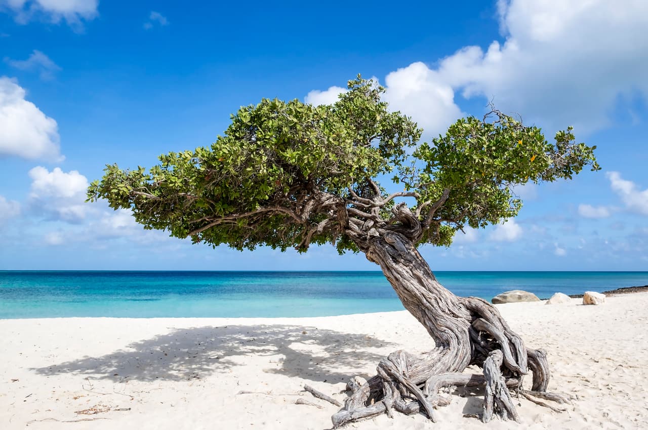 <b>Puesto 5. Playa Águila (Palma, Aruba)</b>
<br>
<br>“El agua es bellamente clara, tranquila y transparente, sin rocas ni algas, la playa se extiende hasta donde alcanza la vista”, se lee en una reseña sobre este paraíso en el Caribe.
<br>