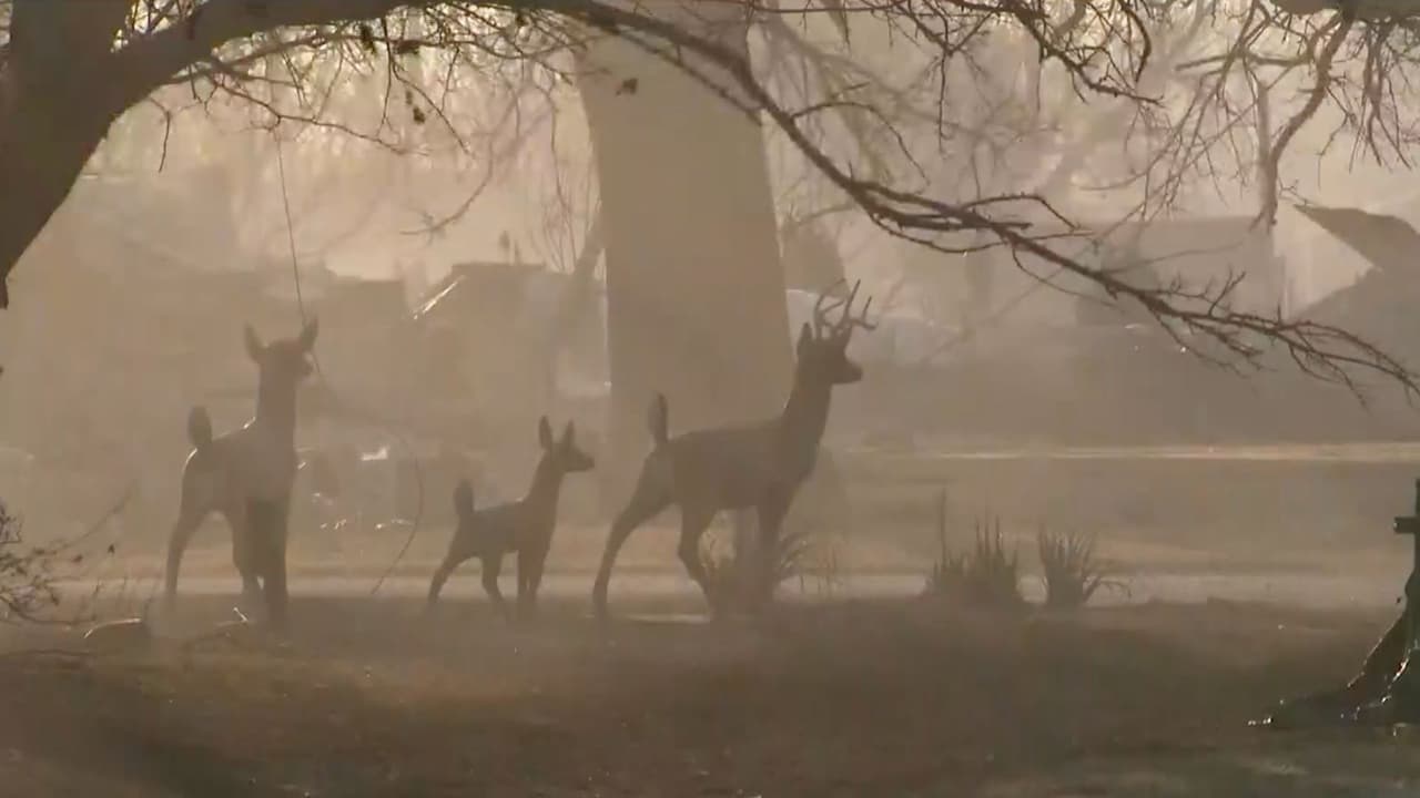Este era el panorama seco y de devastación que se veía la mañana del viernes 
<b>en los pueblos de Carbon y Ranger</b> en Eastland, Texas.