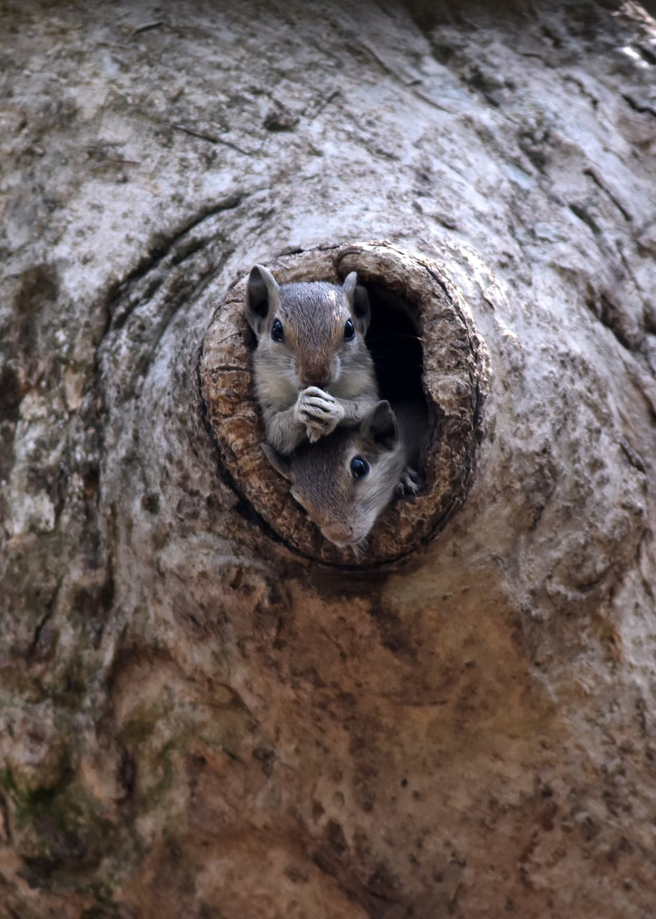 <b>Las ardillas pueden padecer obesidad</b>:Las ardillas pueden ser obesas por elección propia. Esto se debe a que para mantener el calor durante el invierno comen hasta ganar el doble de su peso y así permaneces a salvo.
<br>