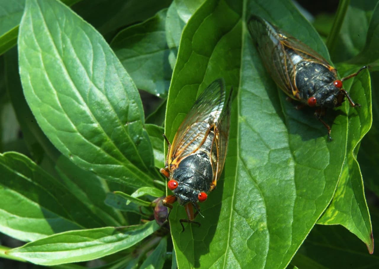 En Carolina del Norte se pueden escuchar cigarras anuales haciendo sus chillidos y chasquidos a fines de la primavera y principios del verano. Pero hay algunas cigarras que solo emergen cada 17 años. Y este es uno de esos años.
