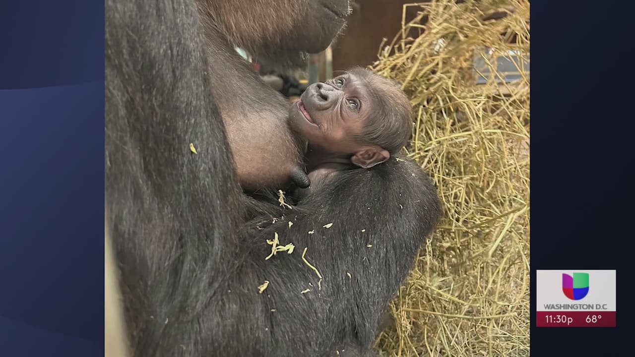 Se llama Zahra: Zoológico Smithsonian anuncia el hombre del pequeño gorila occidental