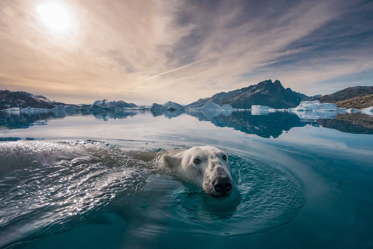 <b>‘Ángel del ártico’</b>
<br>
<br>“Mientras estaba en una expedición en Groenlandia, un oso polar curioso se acercó a mí cuando exploraba en un pequeño bote. El momento duró solo un segundo antes de que el oso se sumergiera en el helado mar ártico”, contó el autor de esta fotografía.
<br>
<br>Al donar sus fotografías para la venta, los fotógrafos muestran “su profundo compromiso global con la conservación”, explica
<i>Vital Impacts</i>. Las imágenes “transmiten la urgencia de salvaguardar nuestro mundo”, agrega.
<br>