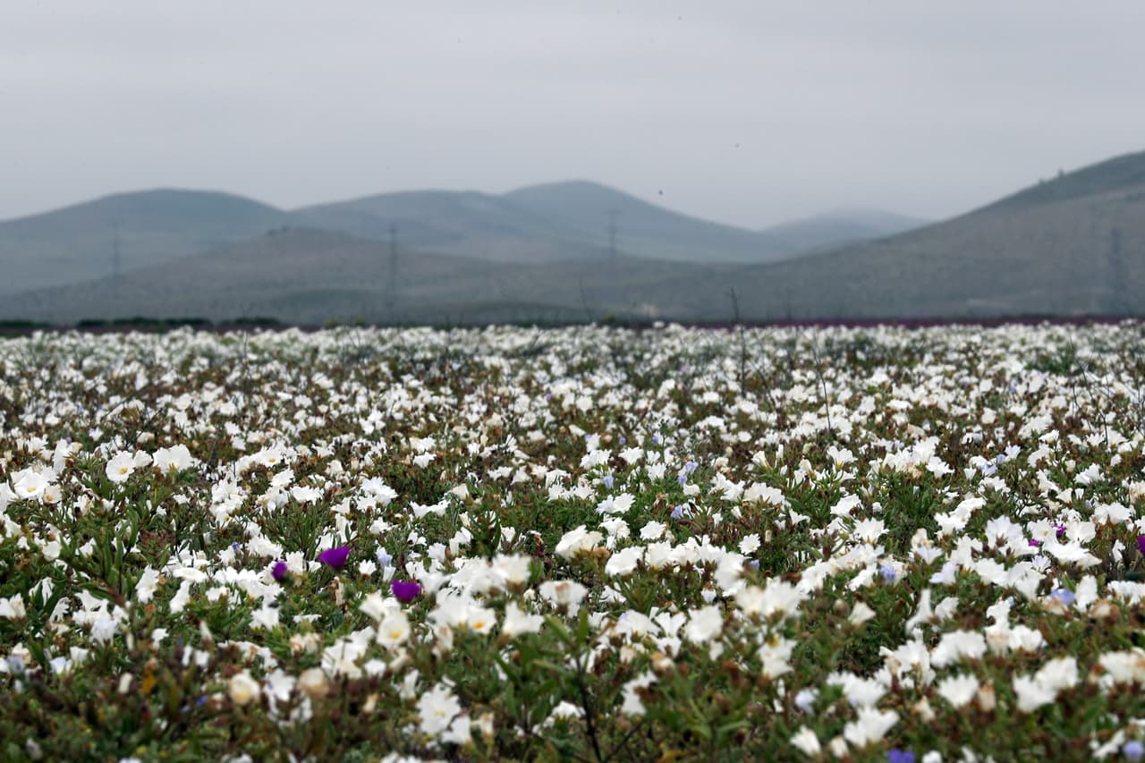 El espectáculo de la floración atrae a botánicos de Chile y del mundo entero.