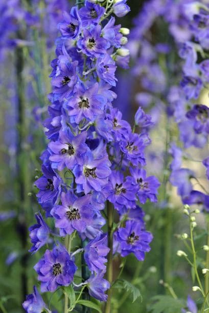 Delphinium. Son plantas vistosas y altas, necesitan ser apostadas de forma individual por su tamaño. Prefieren un suelo bien drenado, rico y poroso, y un sitio resguardado del viento.